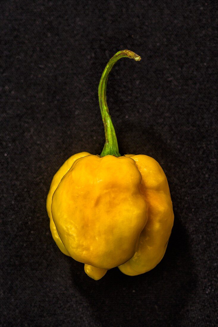 Chilli '7 Pod Yellow' (very spicy chilli pepper)