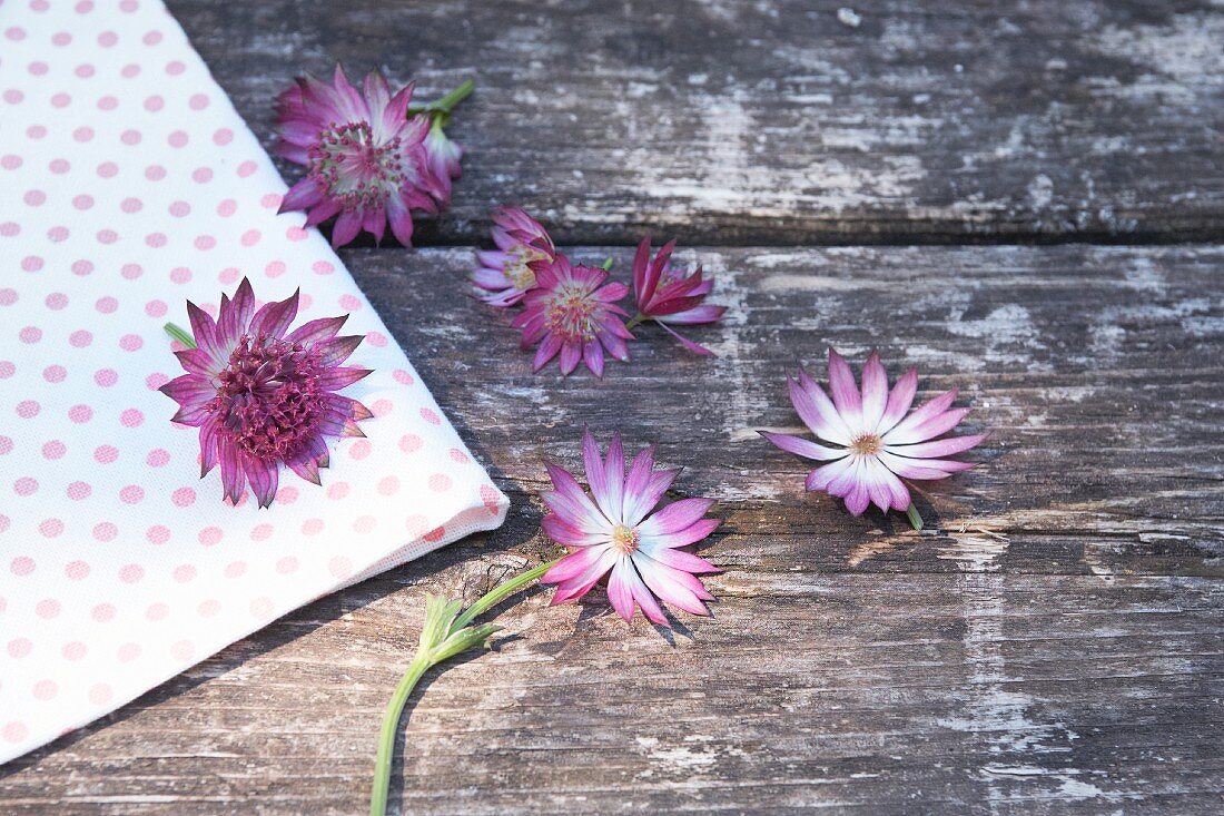 Astrantias on weathered wood and fabric