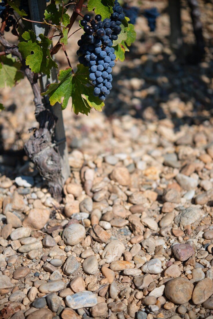 A Cabernet-Sauvignon vine on gravel in Medoc