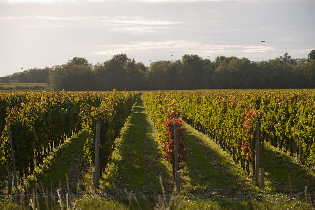 Vines at Château Margaux, Bordeaux, France