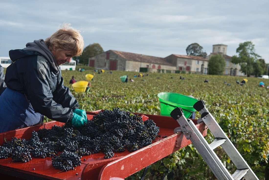 Grape harvest at Lafite Rothschild, outside sorting tables