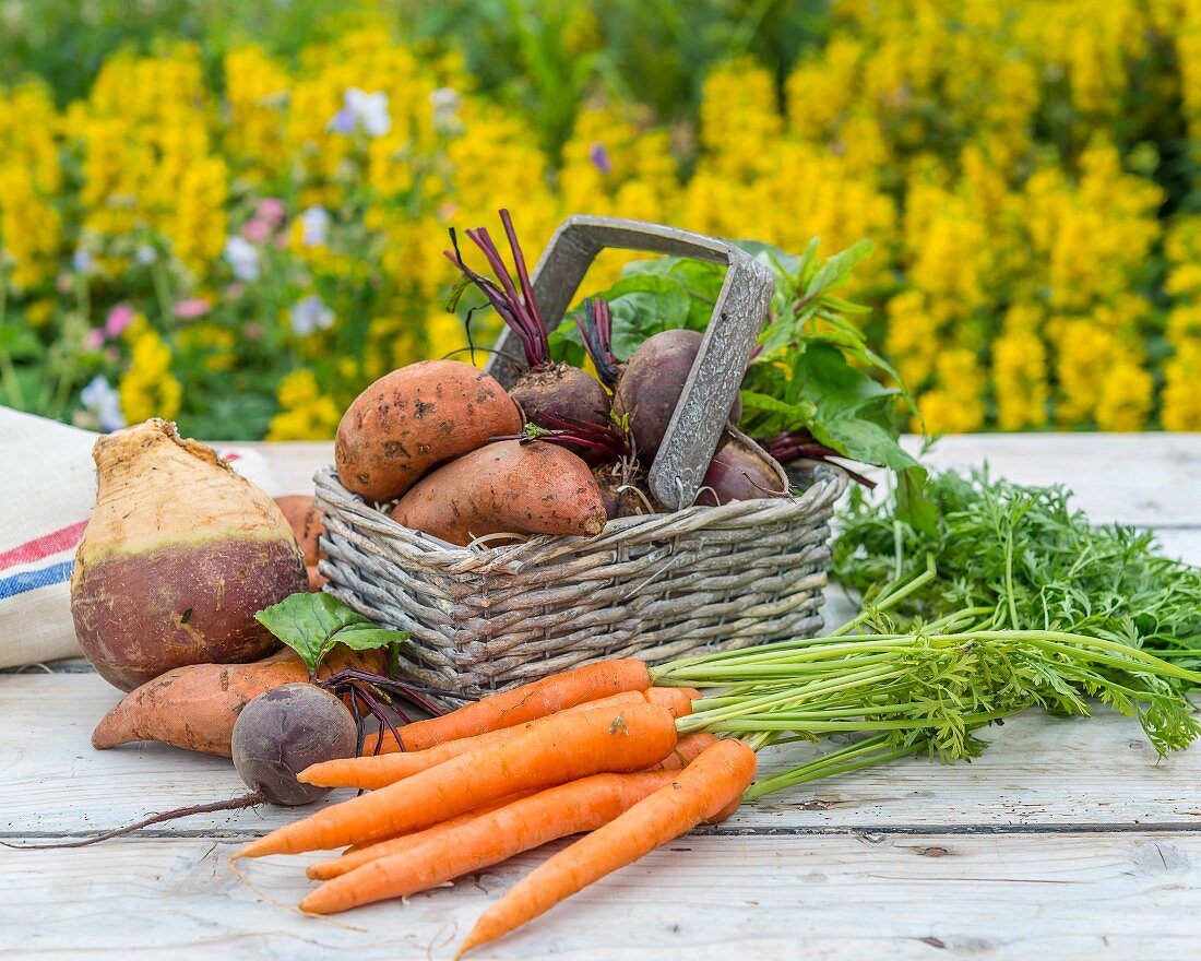 Root vegetables a wooden table in a garden