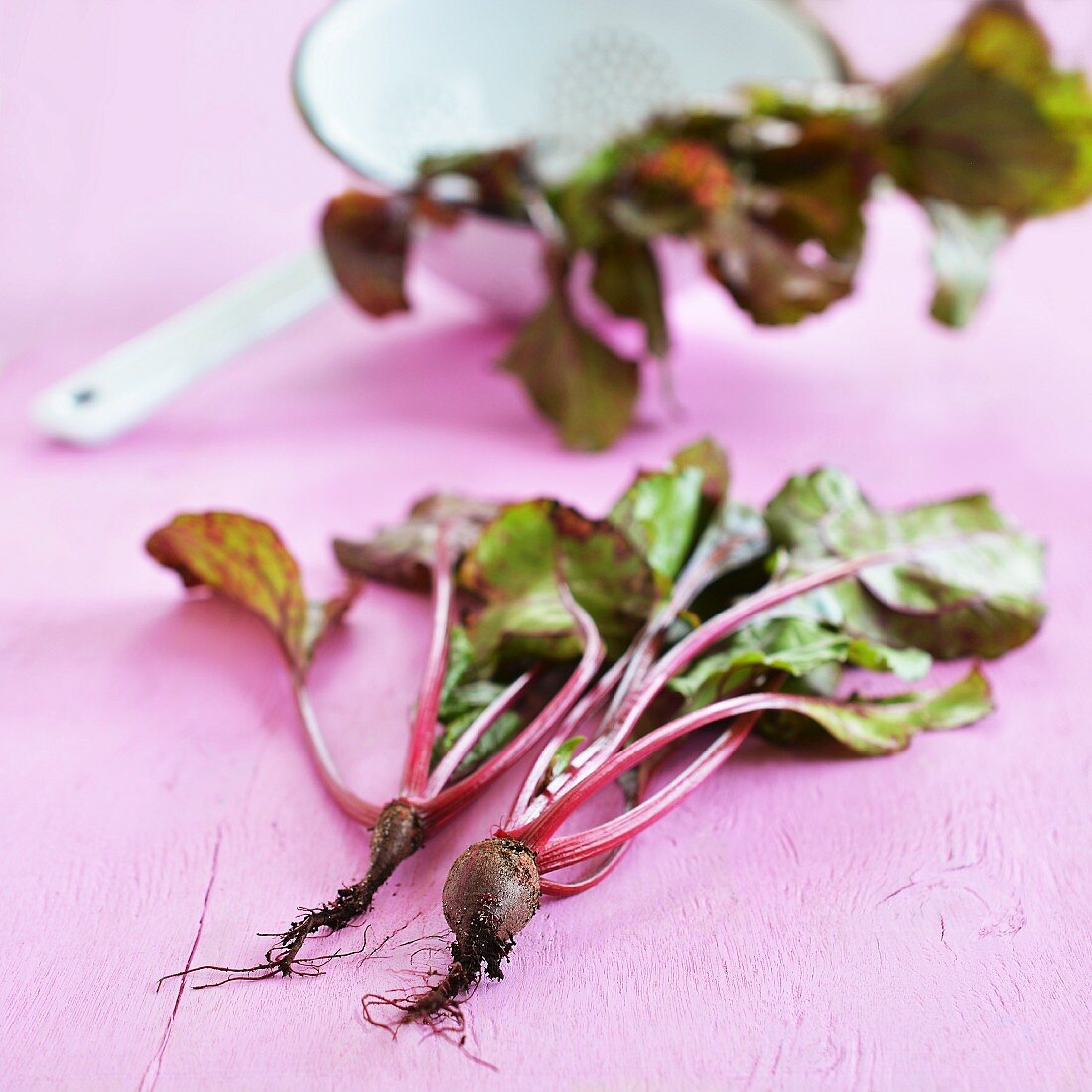 Beetroot with roots with fresh leaves in a colander in the background