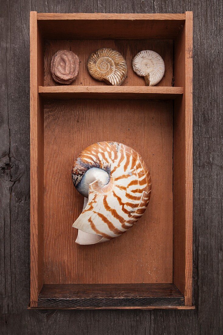 Sammlung von Meerestiergehäusen in einer Holzkiste