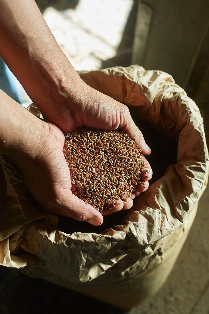 Flaxseed oil being made in an oil mill