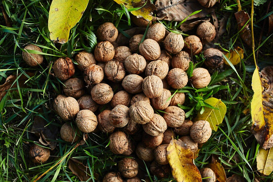 Fresh walnuts in a meadow