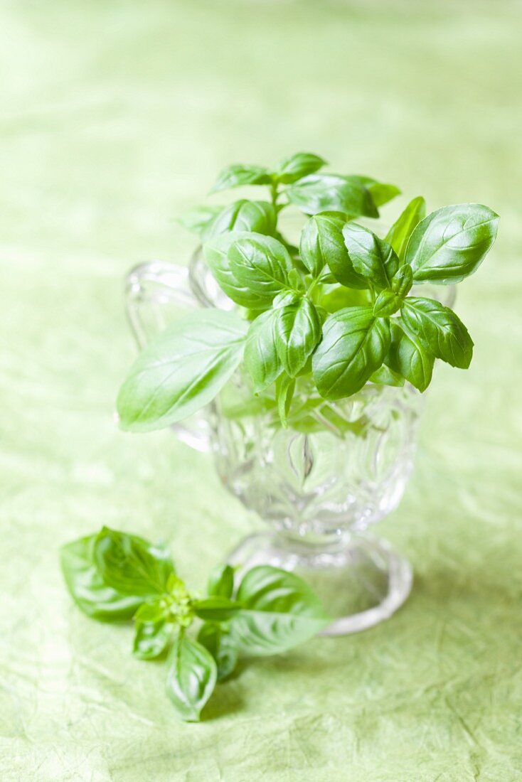 Sprigs of fresh basil in a glass