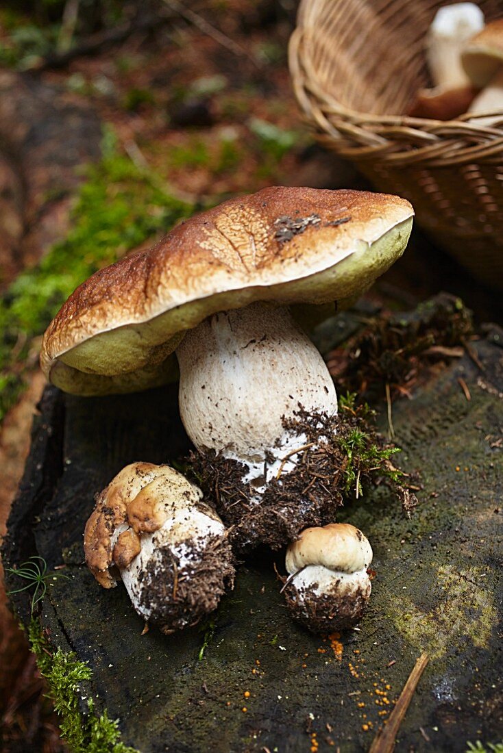 Freshly picked porcini mushrooms on a tree stump in a forest