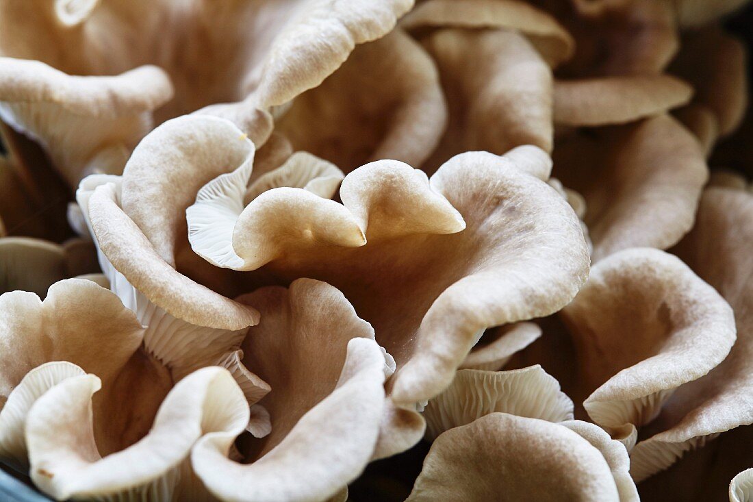 Oyster mushrooms (Pleurotus Ostreatus)
