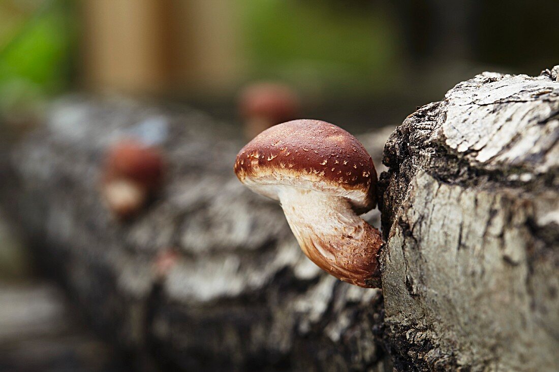 A shiitake mushroom growing on a tree trunk (Lentinula Edodes)
