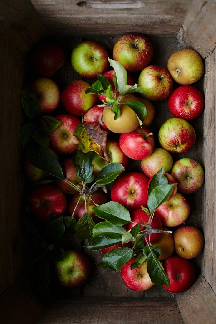 Frische Äpfel in einer Steige