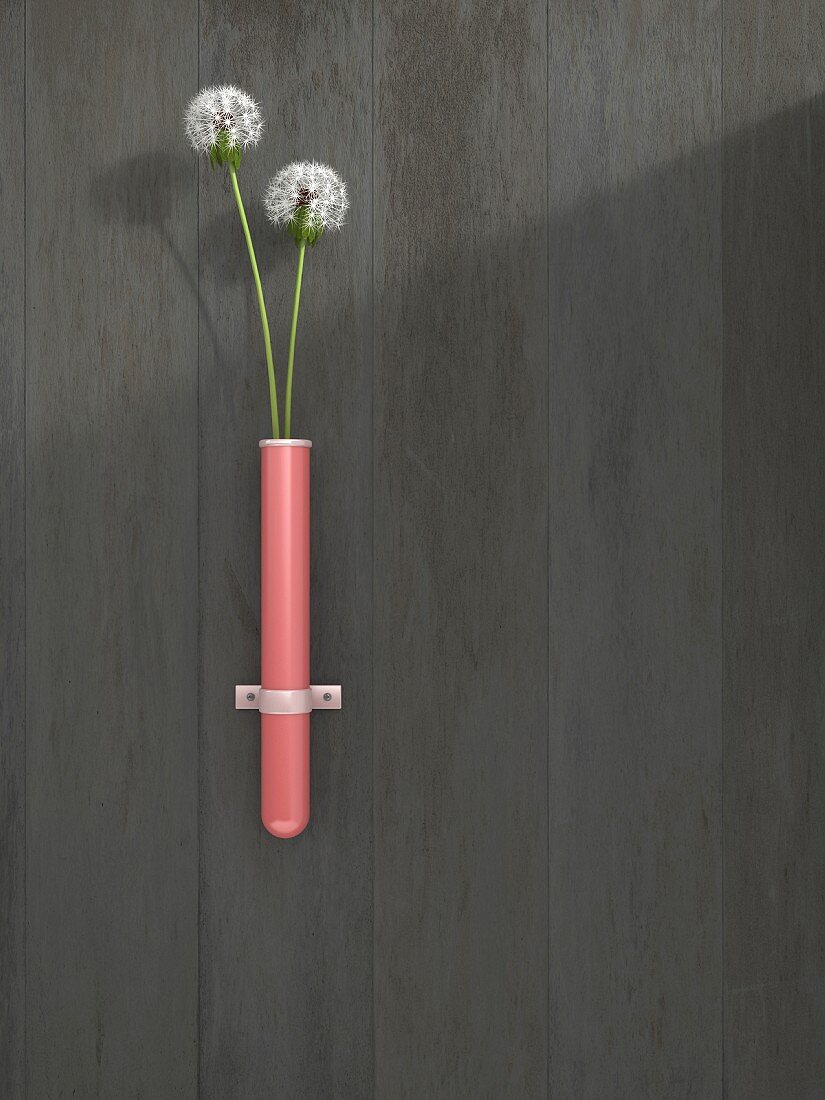 Two dandelion clocks in pink test-tube vase fixed on wall; 3D rendering