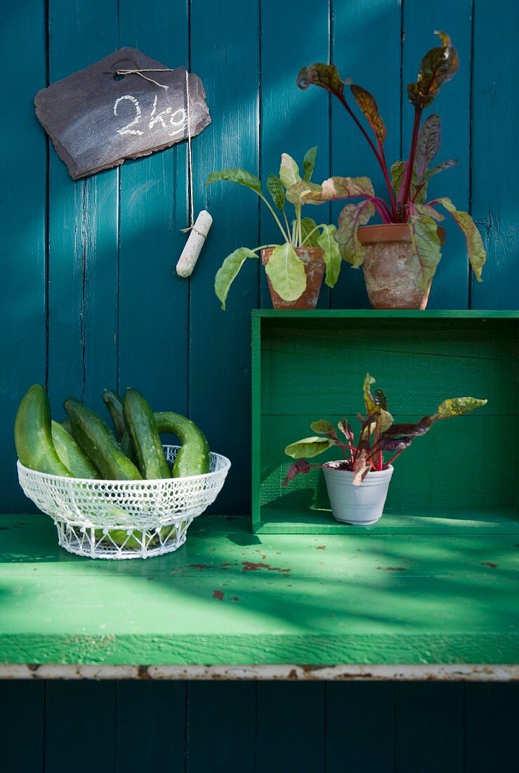 Cucumbers in a wire basket and chard plants in pots against a wooden wall with a slate board