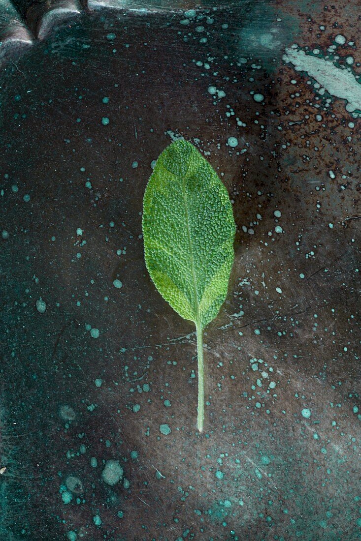 A fresh sage leaf