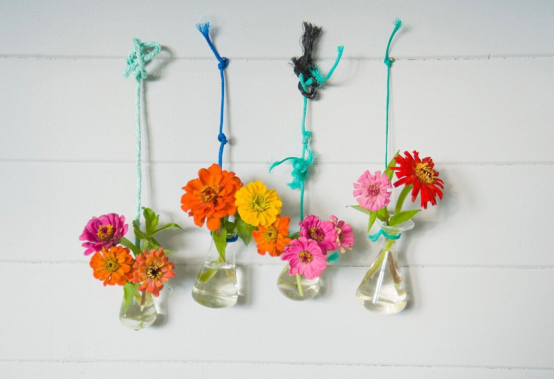 Zinnias in laboratory flasks hung on wooden wall