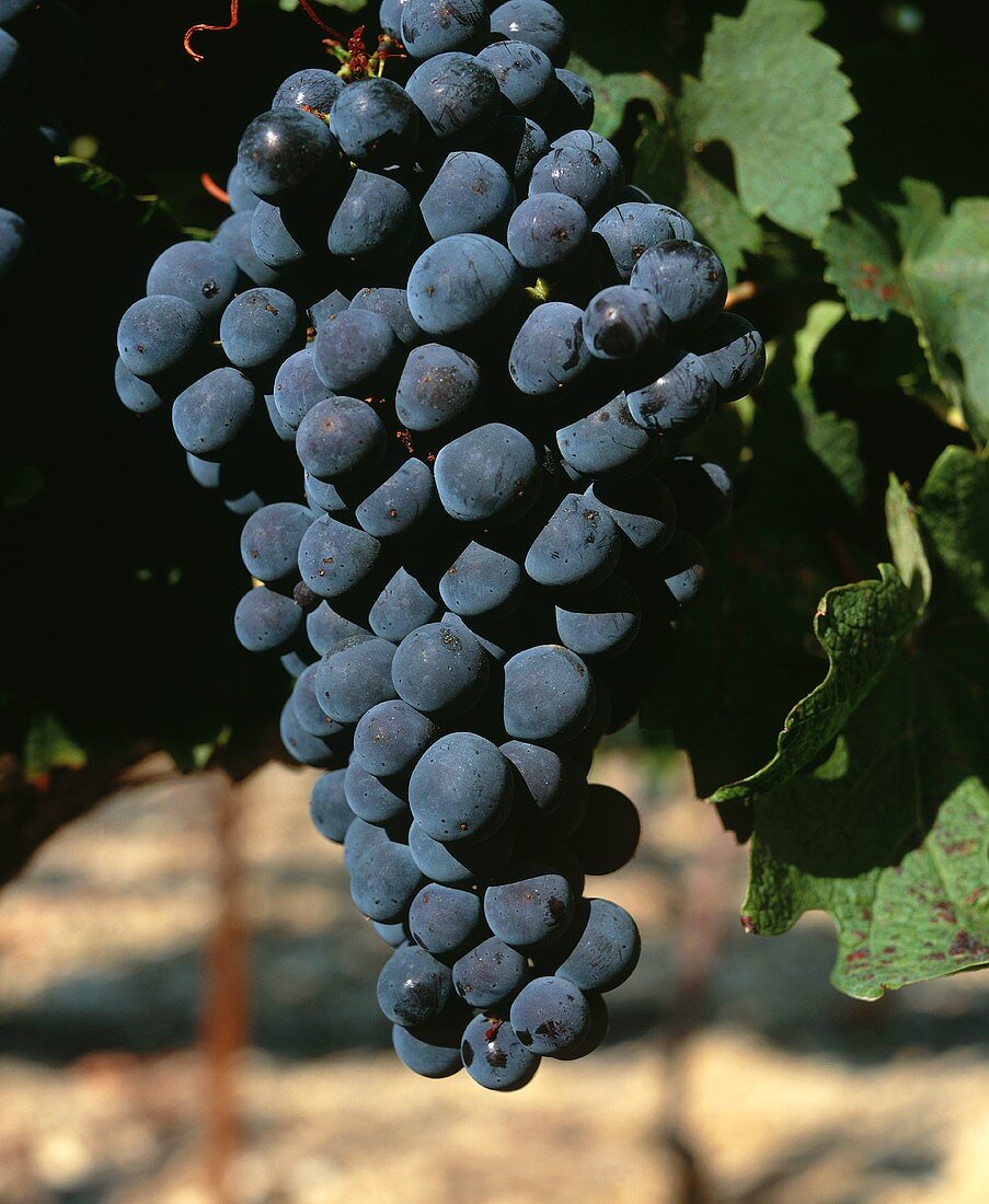 Ripe Cabernet Sauvignon grapes on the vine, Australia