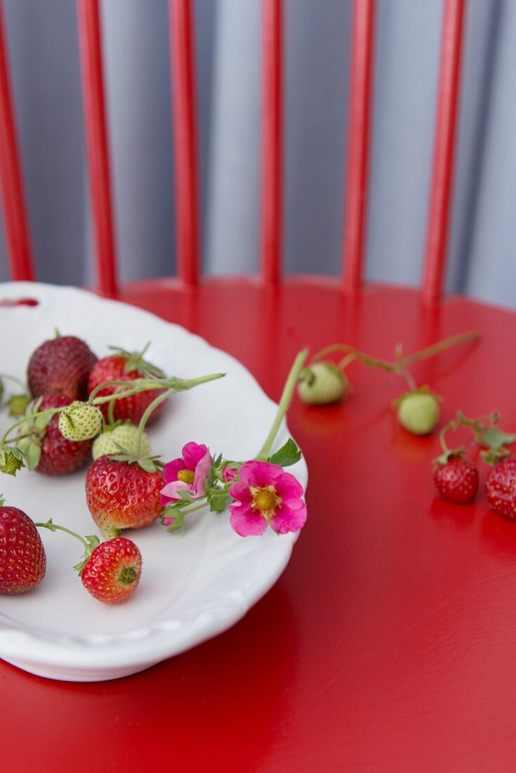 Erbeeren in Porzellanschale auf rotem Holzstuhl