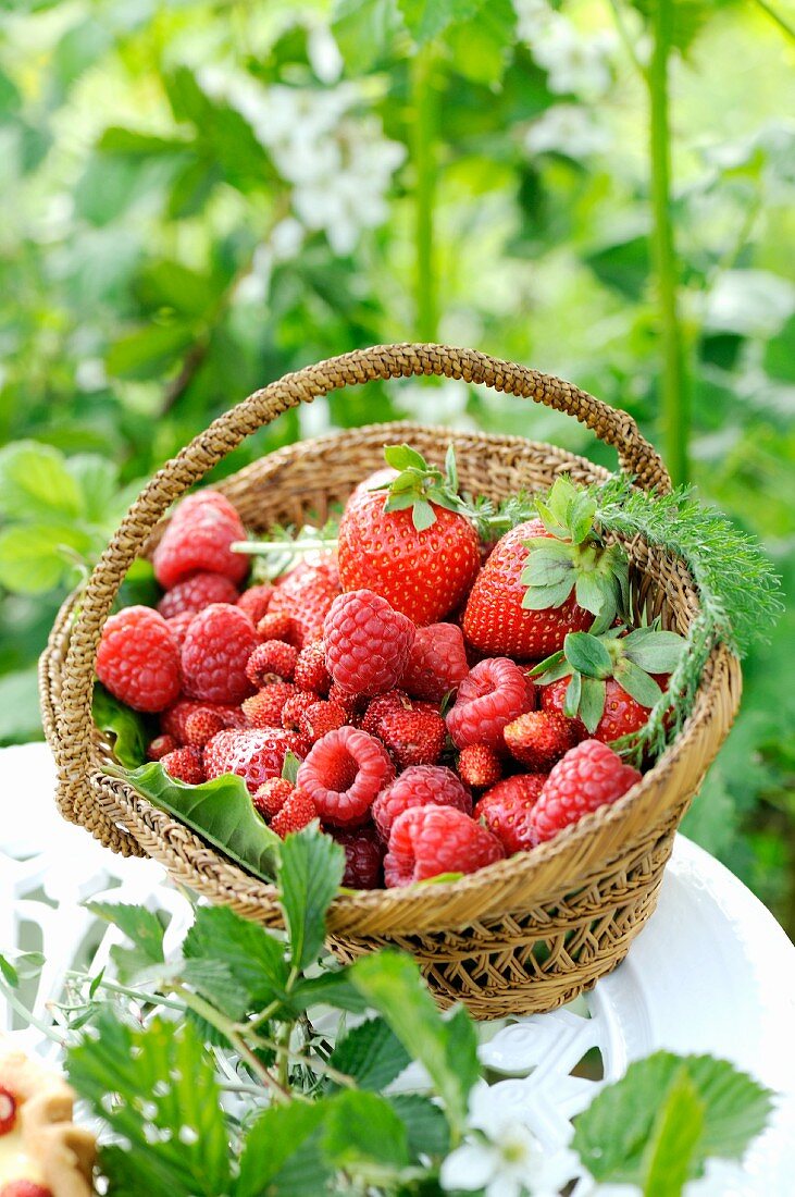 Fresh raspberries, strawberries and wild strawberries in a small basket