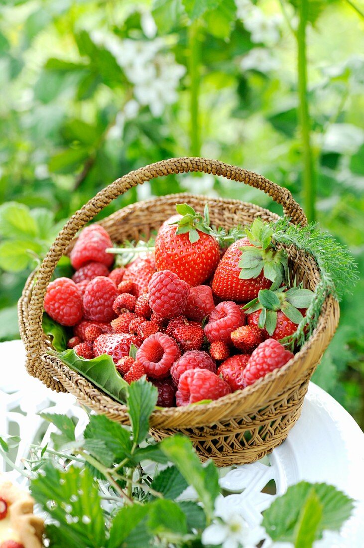 Frische Himbeeren, Erdbeeren und Walderdbeeren in kleinem Körbchen