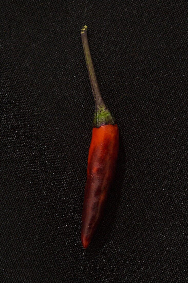 A Maui Purple chilli pepper