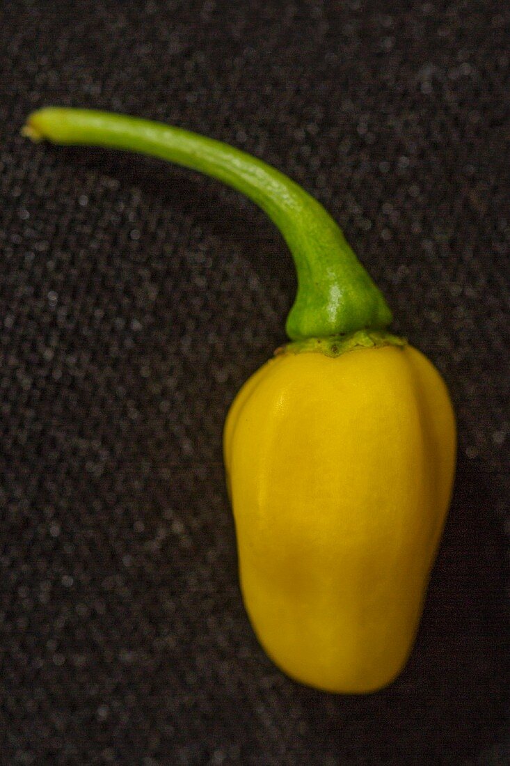 A White Habanero chilli pepper