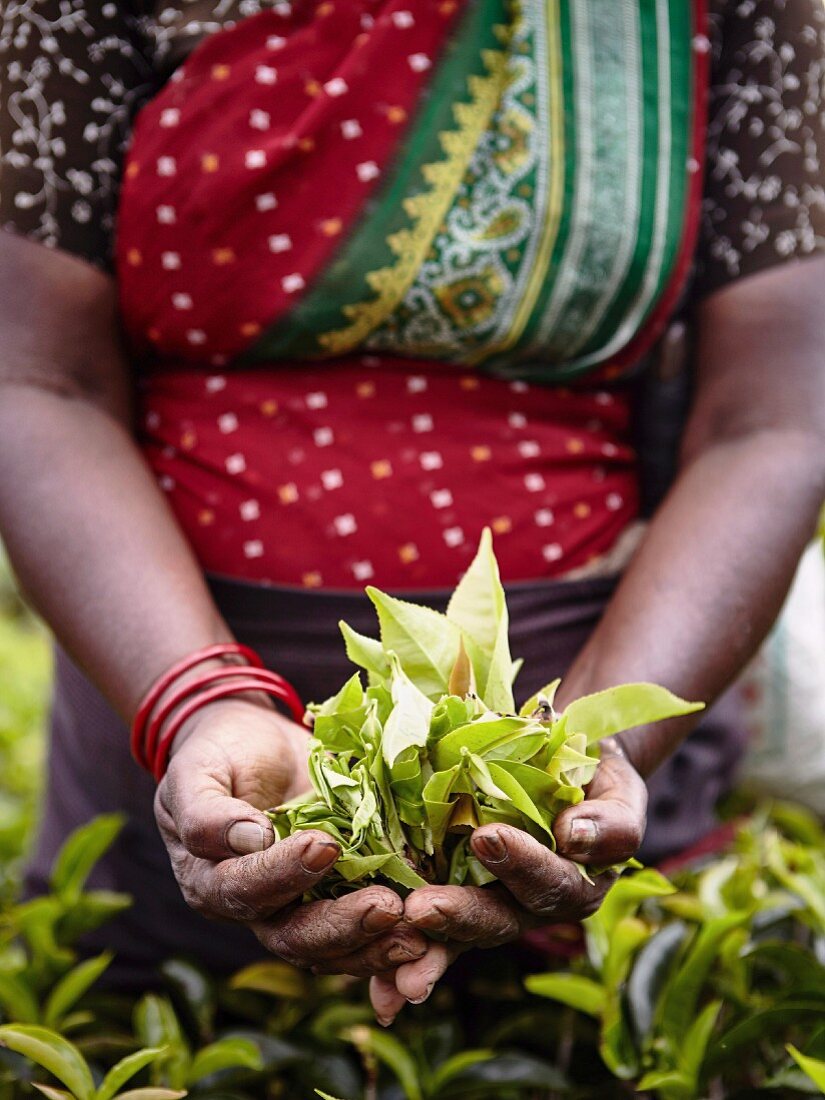 Woman holding fresh tea leaves (Sri Lanka)
