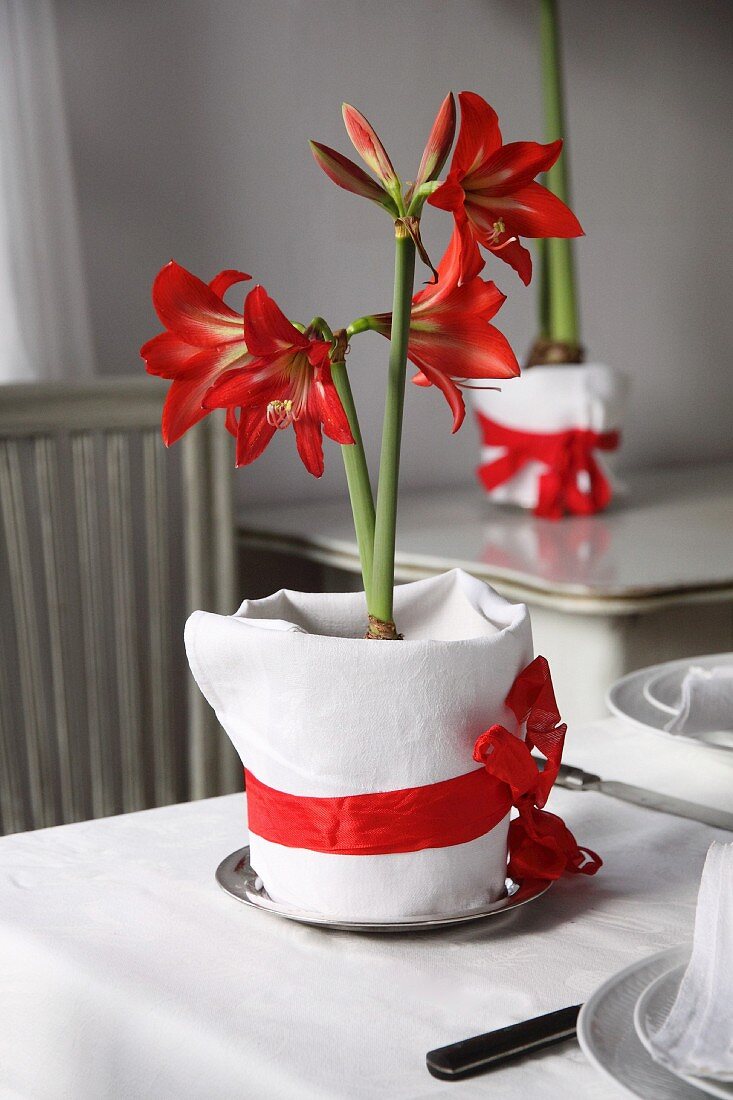 Potted amaryllis wrapped in fabric and ribbon decorating table