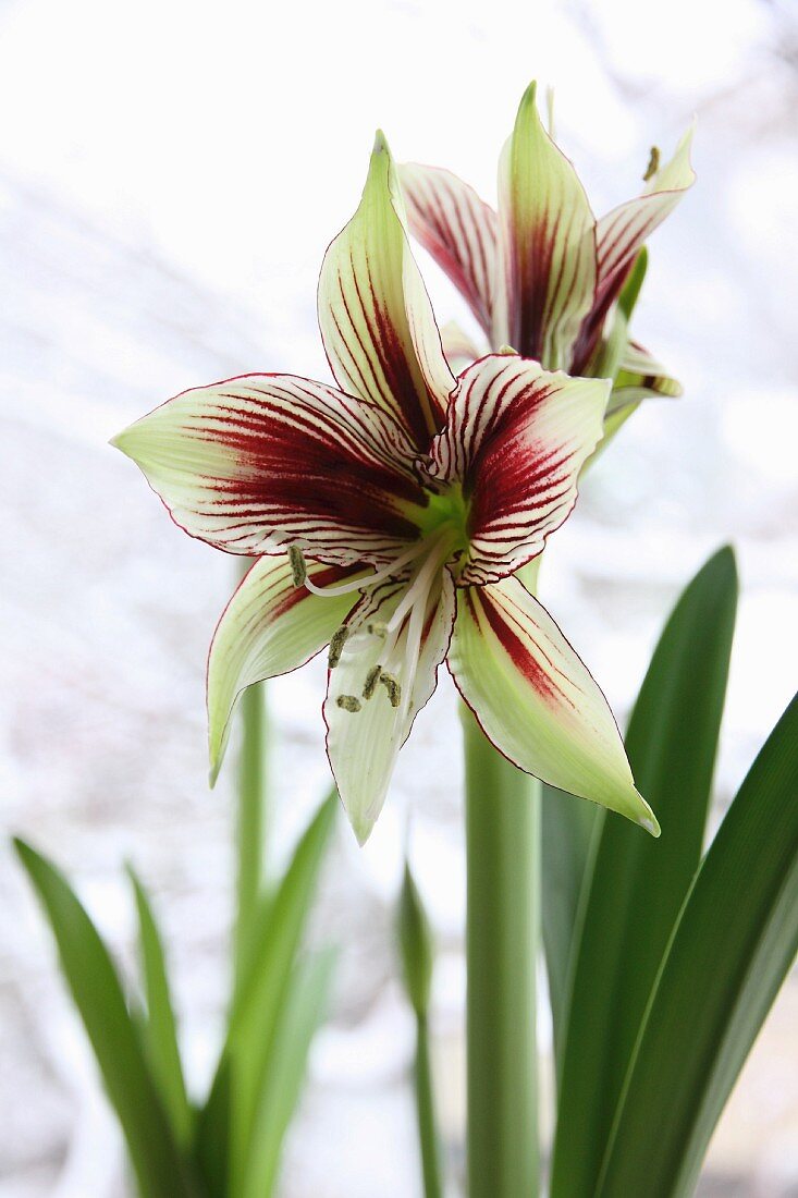 Blüte einer Papilio Amaryllis