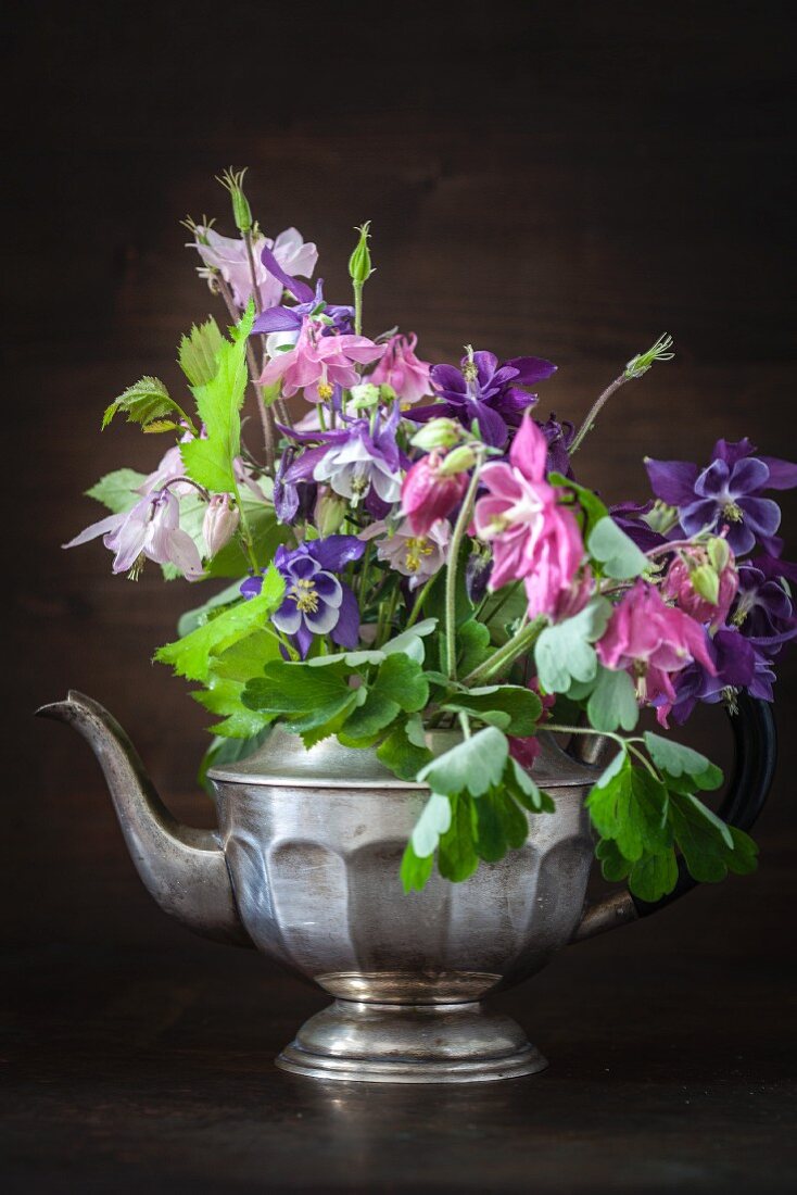 Bouquet of multicoloured aquilegia in silver teapot