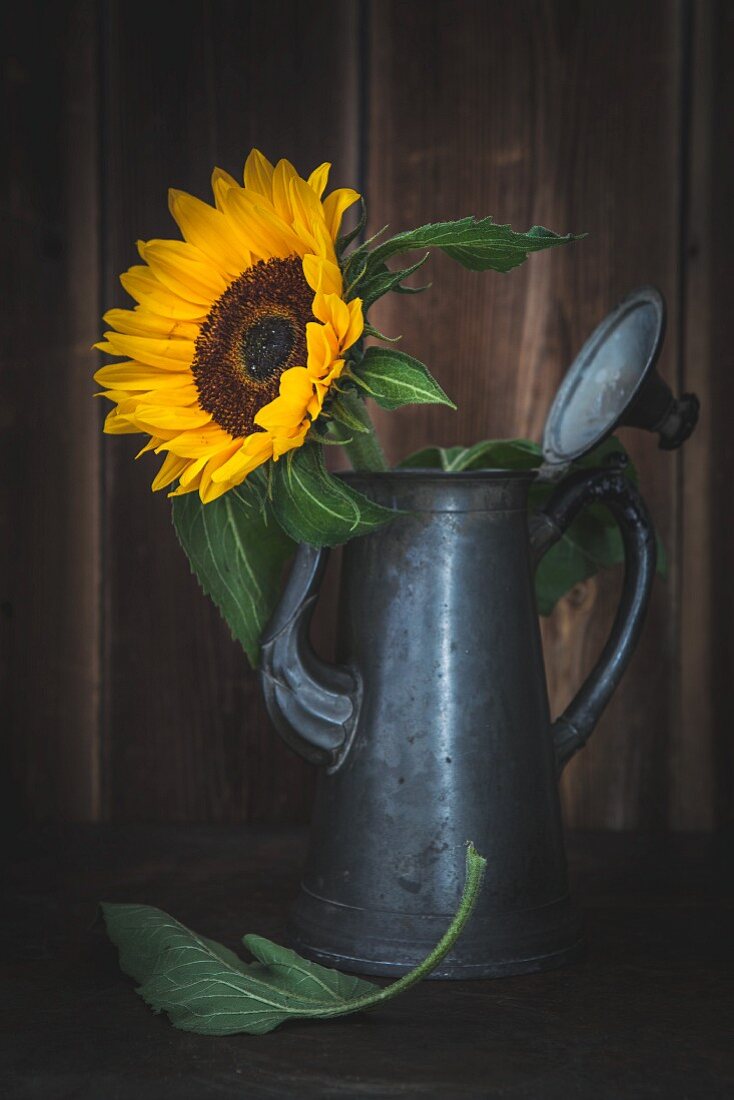 Sunflower in metal coffee pot