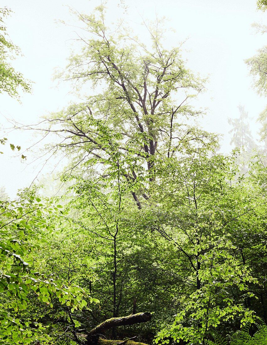 A view of the sky from a deciduous forest