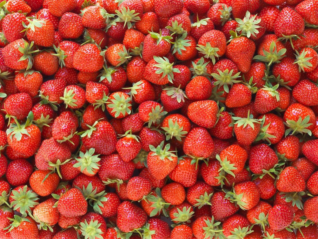 Frische Erdbeeren