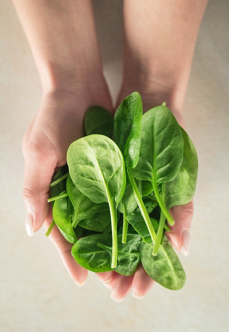 Hands holding fresh spinach leaves