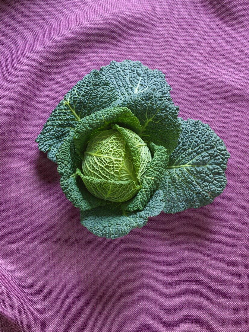 A savoy cabbage on a purple linen cloth