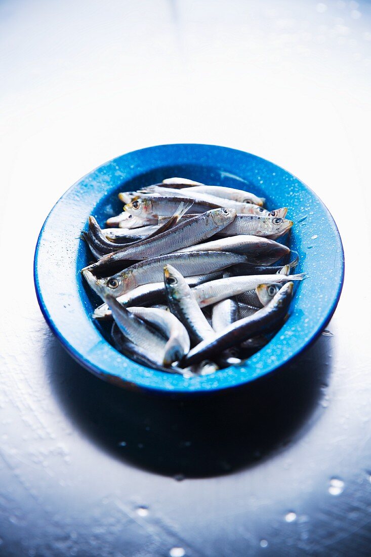 Fresh sardines in a blue bowl