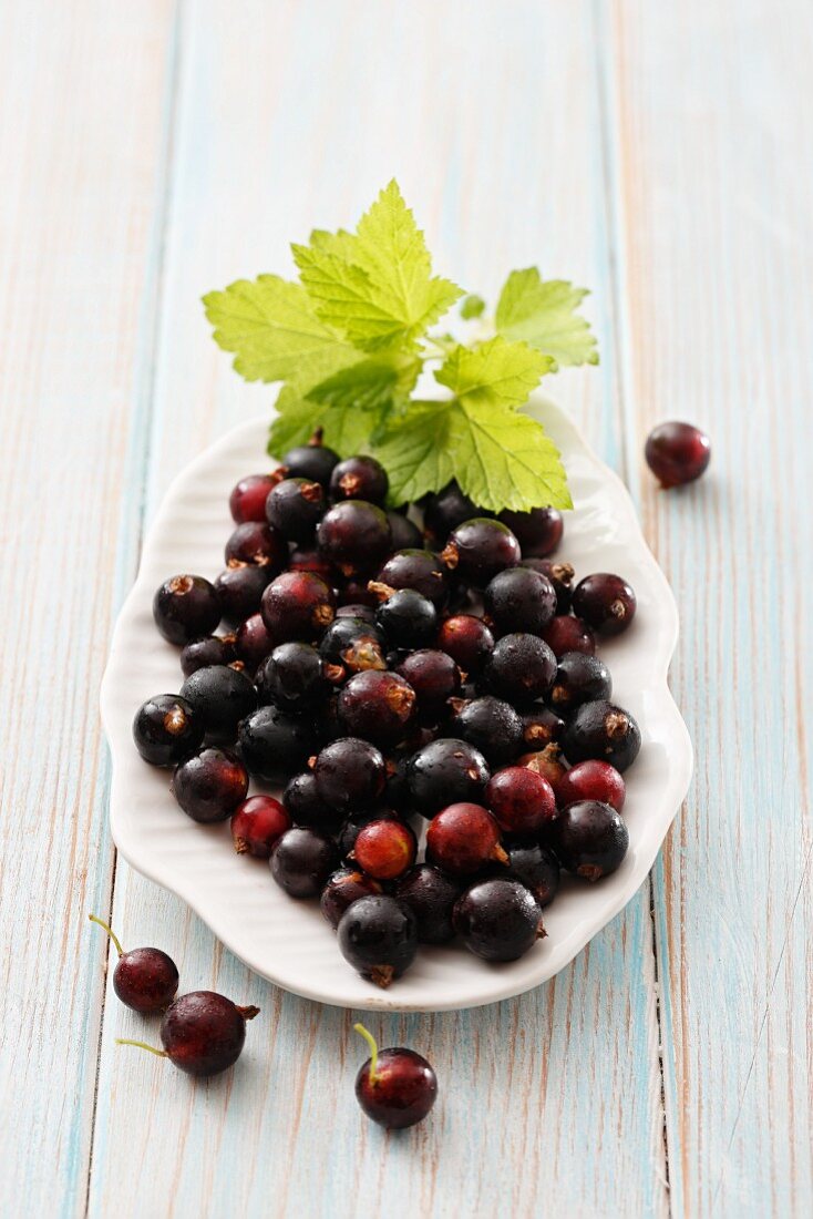 Blackcurrants on a white plate