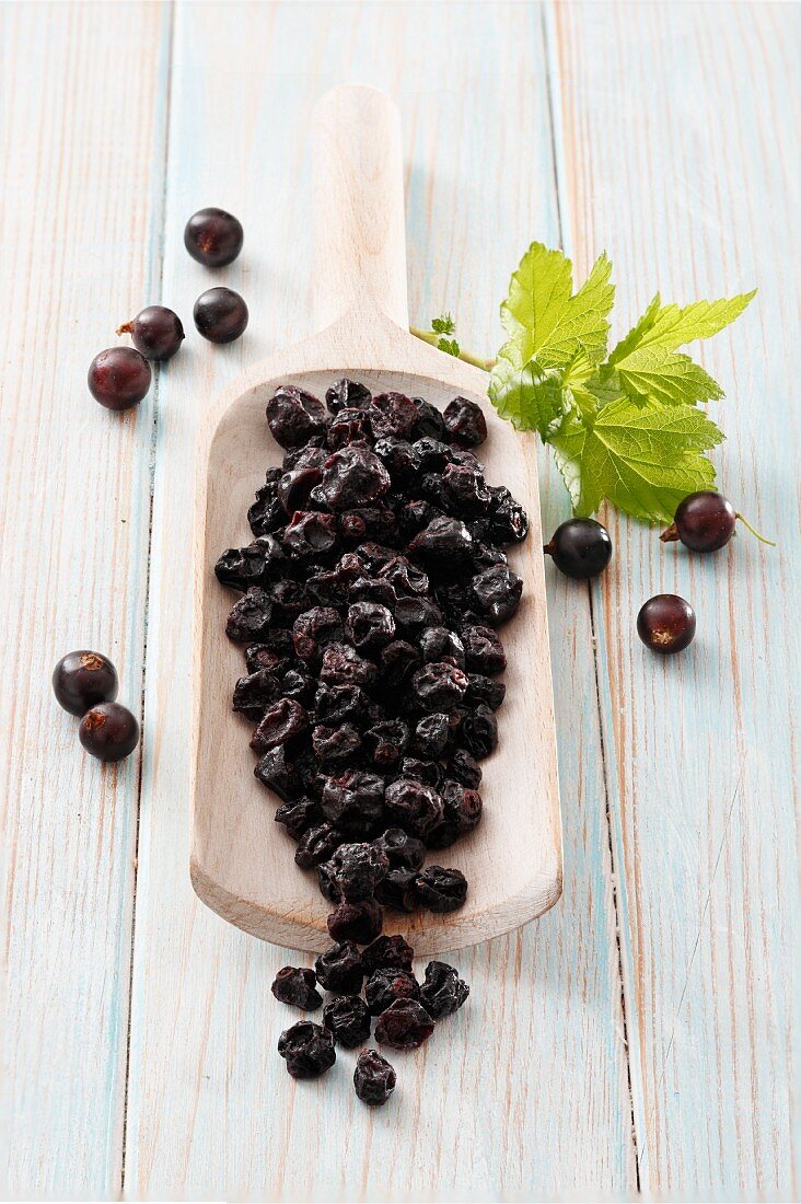 Getrocknete schwarze Johannisbeeren auf Holzschaufel, rundum frische Beeren