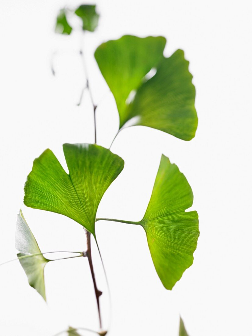 Ginkgo leaves