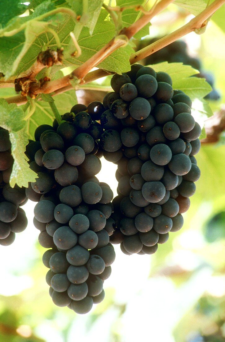 Vollreife Pinot Noir Trauben an der Rebe, Barossa, Australien