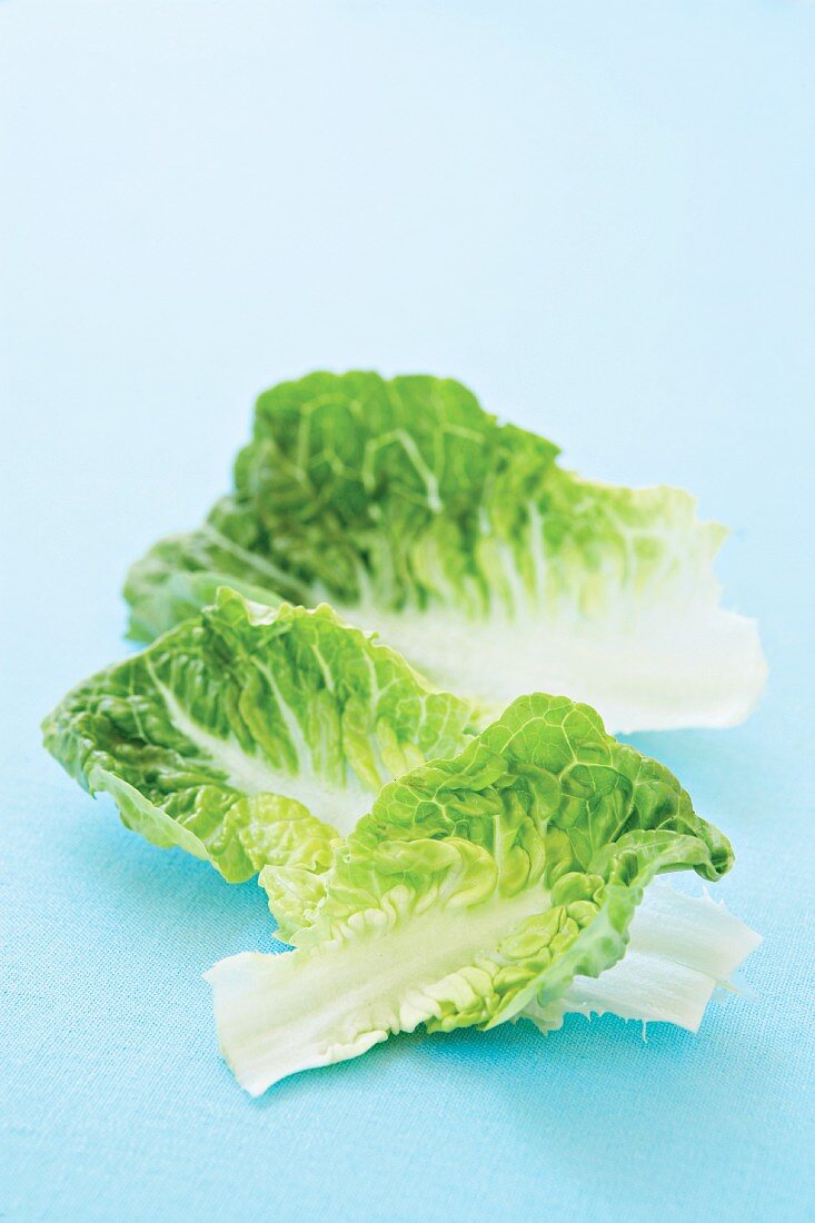 Cos lettuce leaves