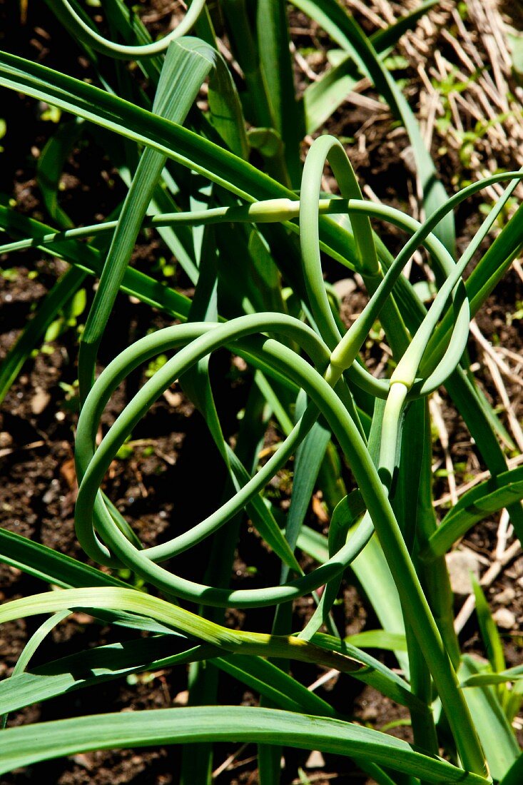 Garlic plants in a garden