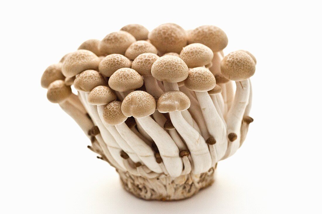 Buna-Shimeji Mushrooms on White Background