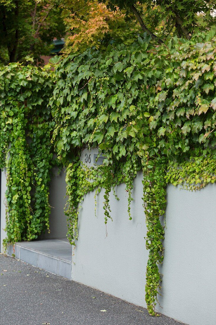 Bared, gray garden wall with house number and step