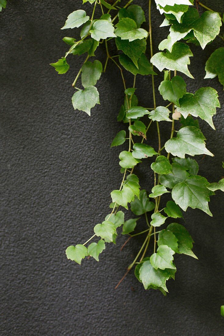 Green tendril in front of a dark gray wall