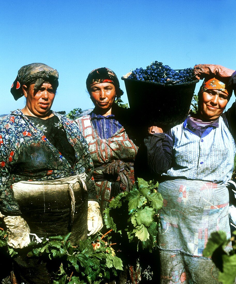 Moroccan grape pickers, Chateauneuf du Pape, Rhone