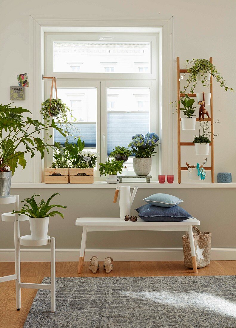 A gallery of plants on a white window still with wooden boxes and a ladder