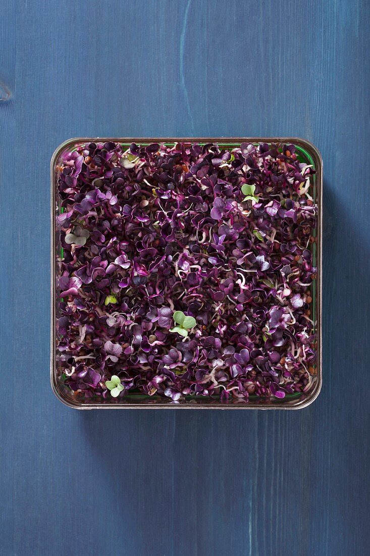 Red radish sprouts in a germinating tray