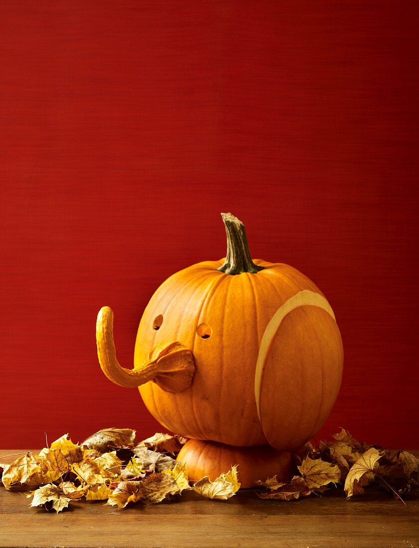 A pumpkin elephant head for Halloween