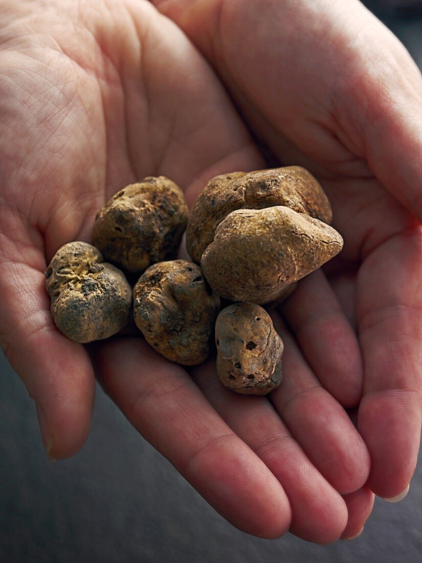 Hands holding white truffles
