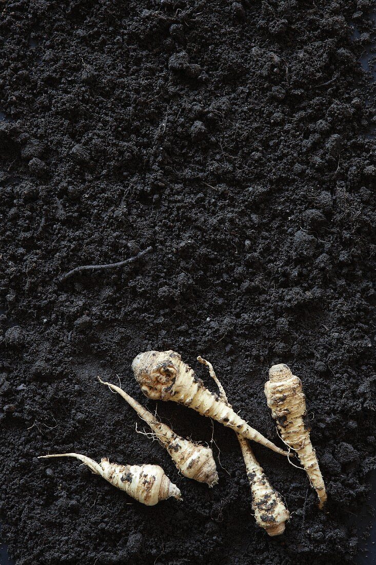 Parsley roots on soil (seen from above)